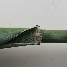 Common Reed Ligule
