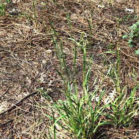 Field View of Pringle's Speargrass</em>