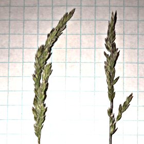 Lower Branches are Longer