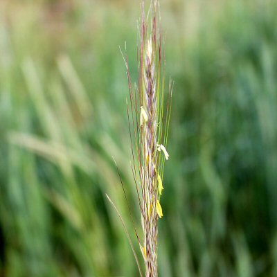Red Inflorescence