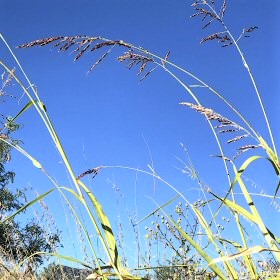 Tangled Patch of Johnson Grass