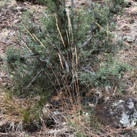 Field view of Sporobolus contractus or Spike Dropseed
