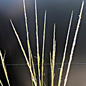 Tuft of Hairs at Leaf Base