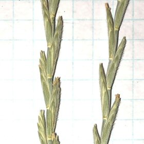 Close View of Spikelets