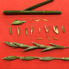 Various parts of the Seedhead