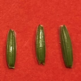 Three Upright Glumes.