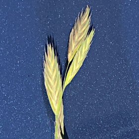 Close View of Spikelets