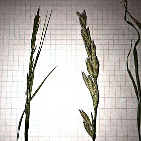 Another Inflorescence