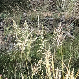 Closer View Showing the Spikelets