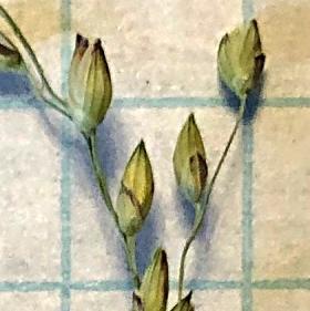 Zuloagaea bulbosa Spikelets
